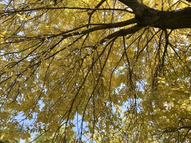 Golden tree in Tianjin autumn