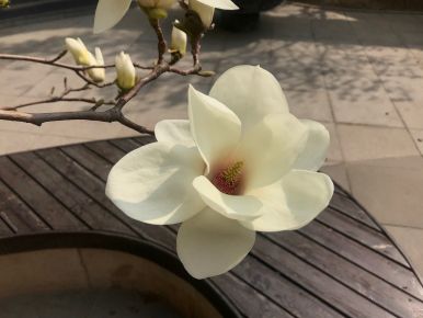 Magnolia bloom Tianjin spring