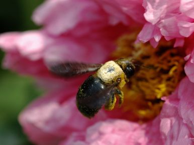 Collecting Pollen from a Peony