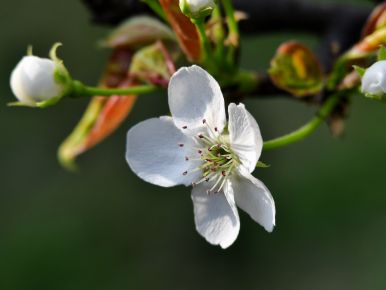 White Peach Blossom