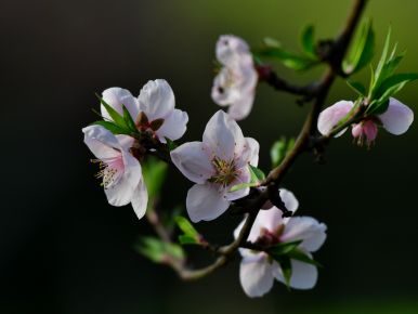 Hanging Peach Blossoms