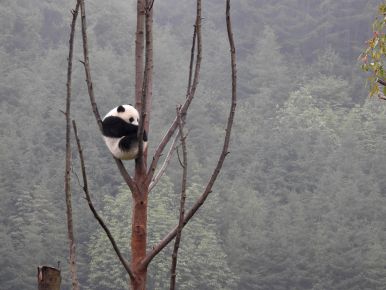 Panda—the Chinese Treasure