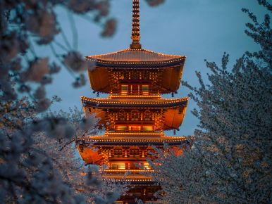 The pagoda and sakura garden